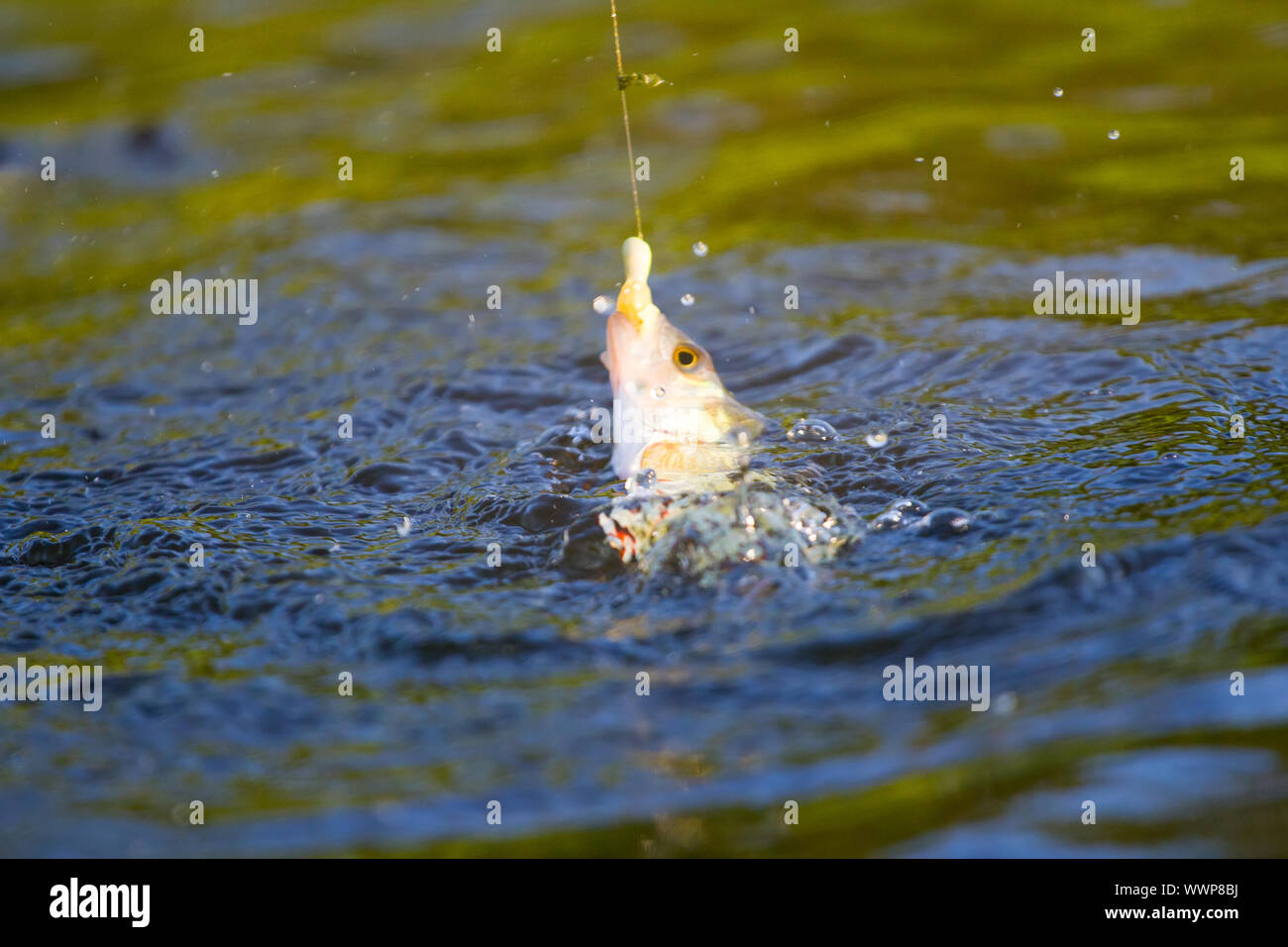 Azione per la pesca di pesce persico sul calibro Foto Stock