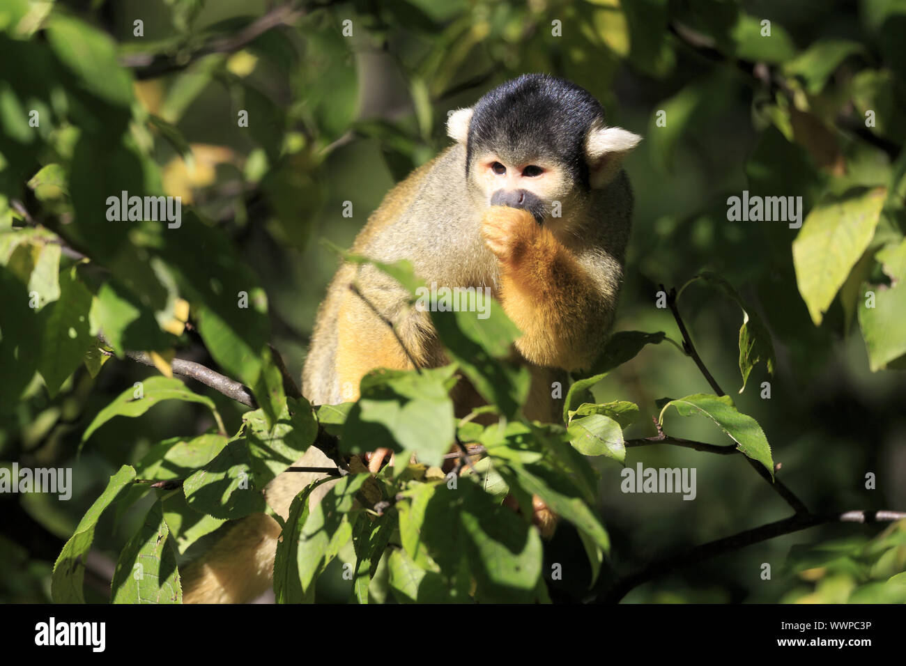 Pericolo di morte Foto Stock