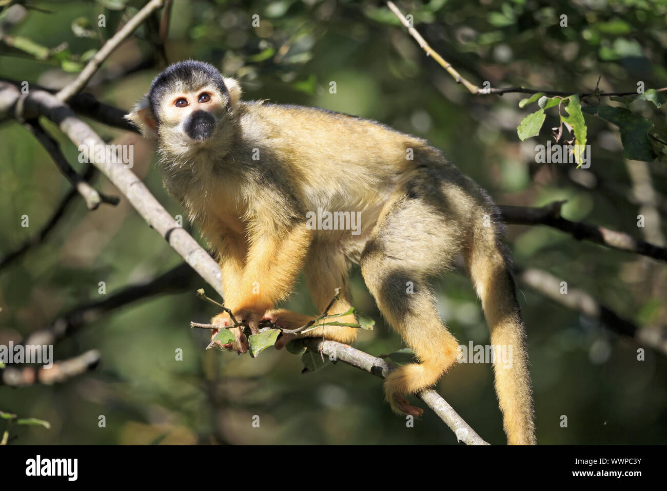 Pericolo di morte Foto Stock
