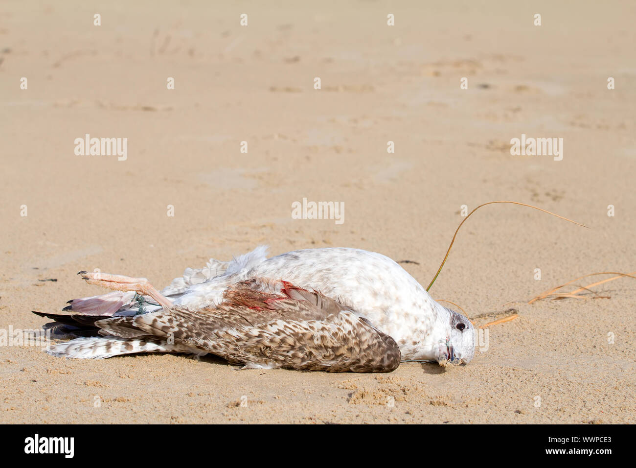 Seagull muore in una trappola dalla linea generata Foto Stock