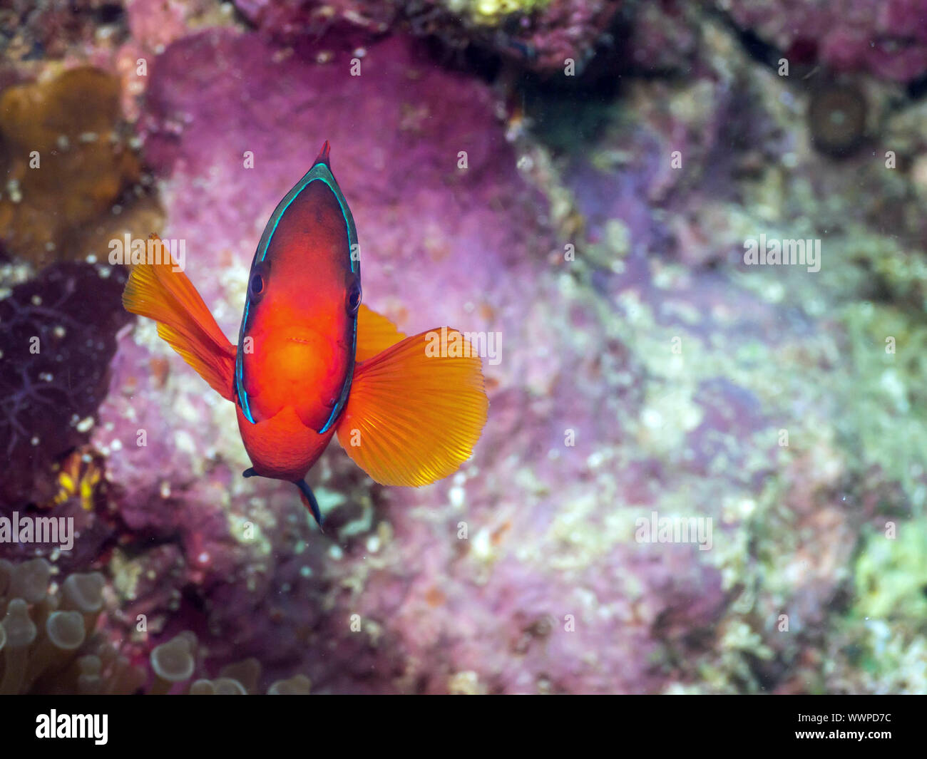 Il pomodoro clownfish Foto Stock