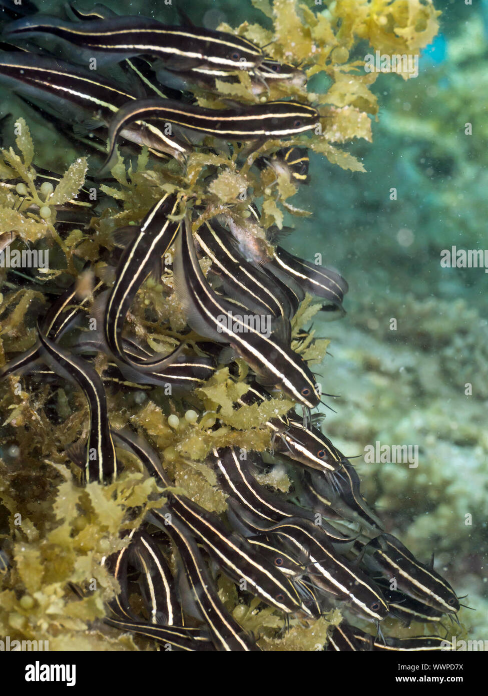 Striped Anguilla Lupo di mare Foto Stock