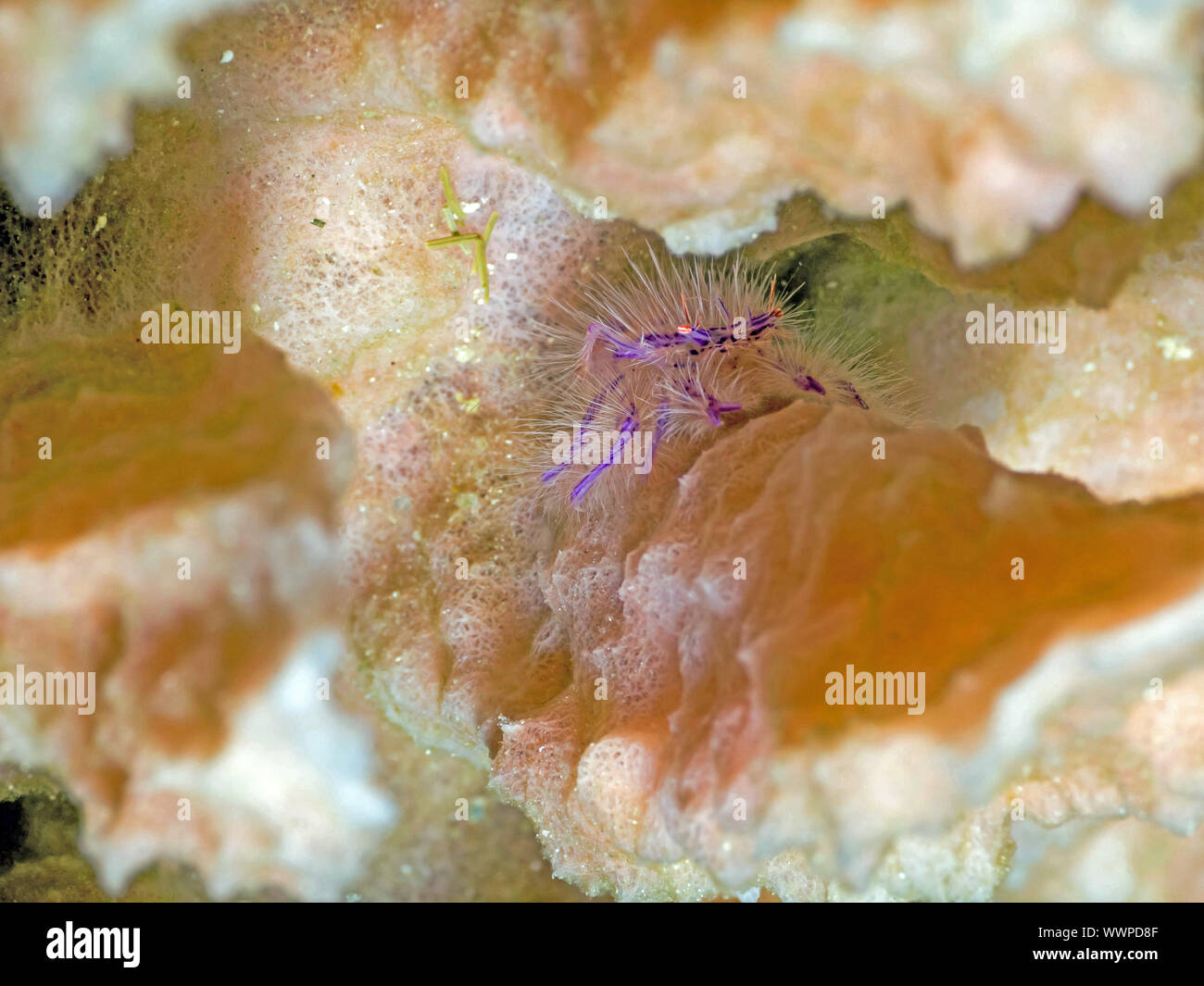 Esegui uno squat lobster (Lauriea siagiani) Foto Stock