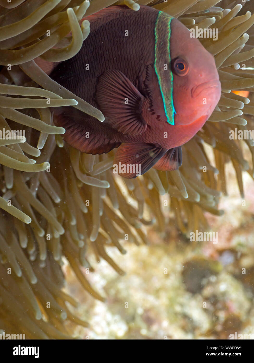 Il pomodoro clownfish Foto Stock