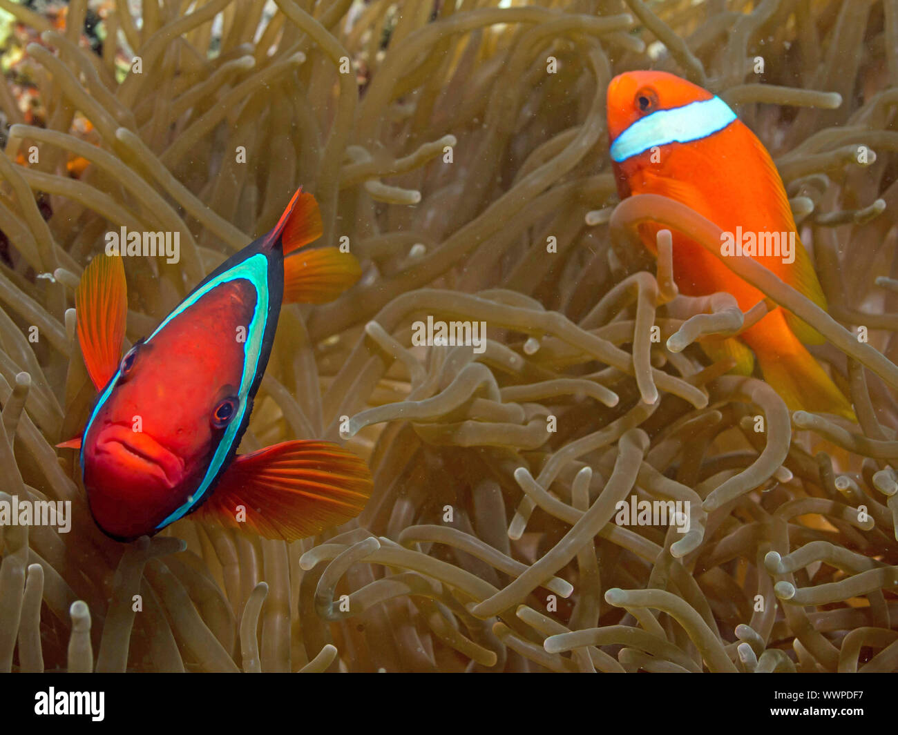 Il pomodoro clownfish Foto Stock
