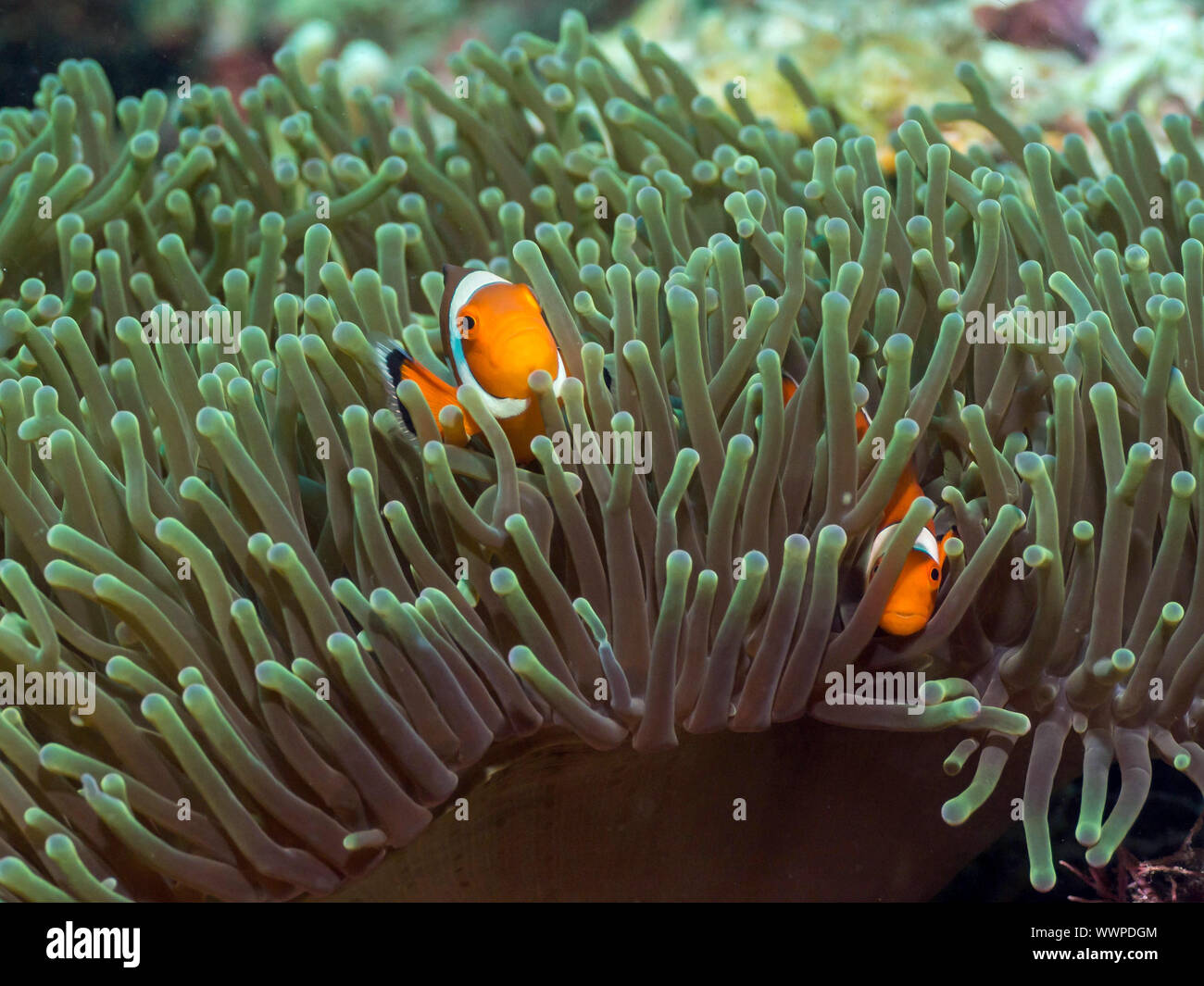 Ocellaris clownfish Foto Stock