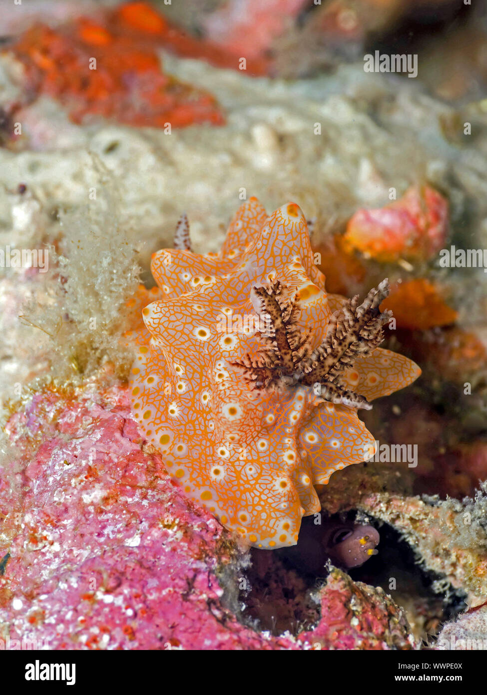 Dorid Nudibranch (Halgerda batangas) Foto Stock