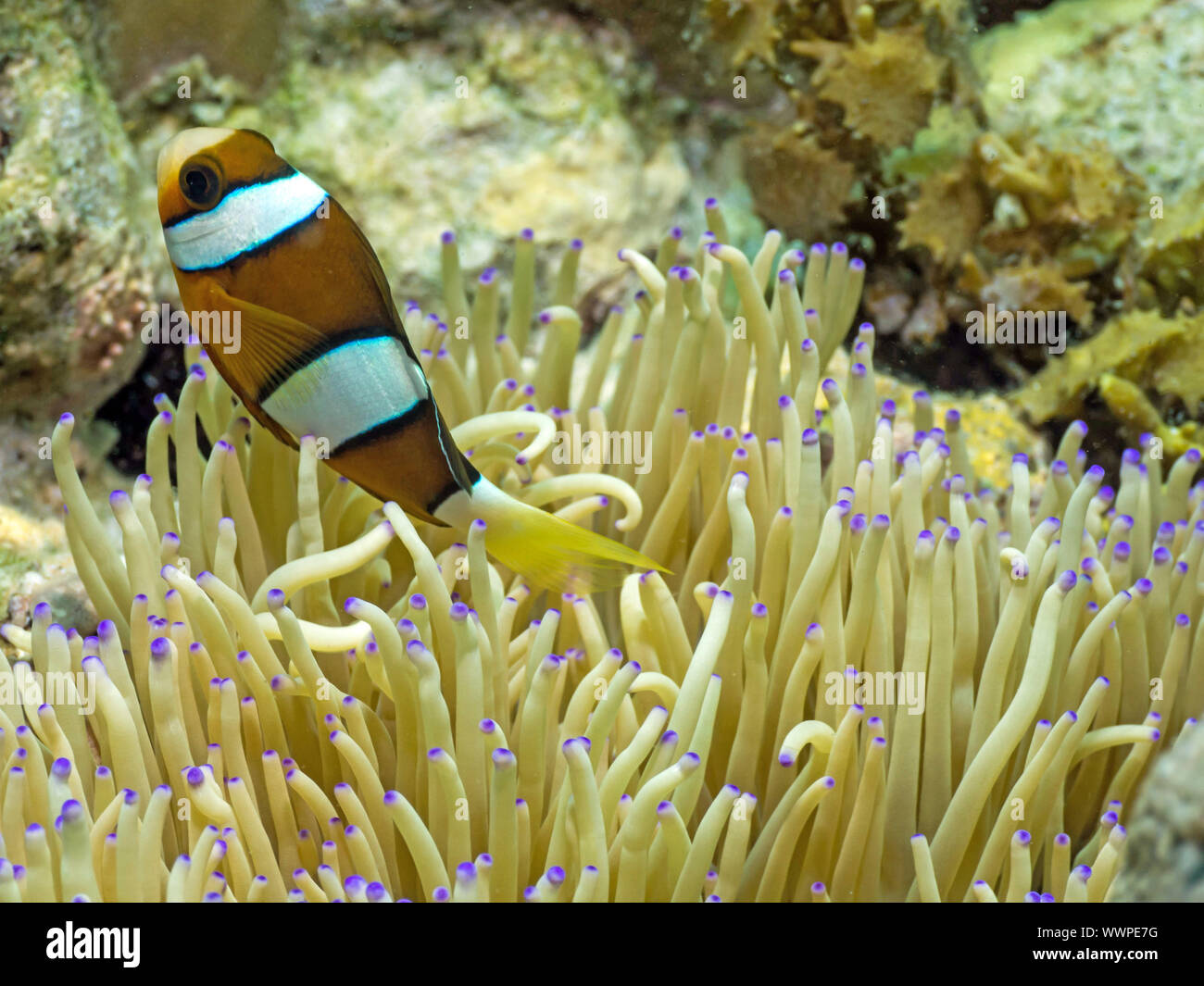 Clark anemonefish Foto Stock