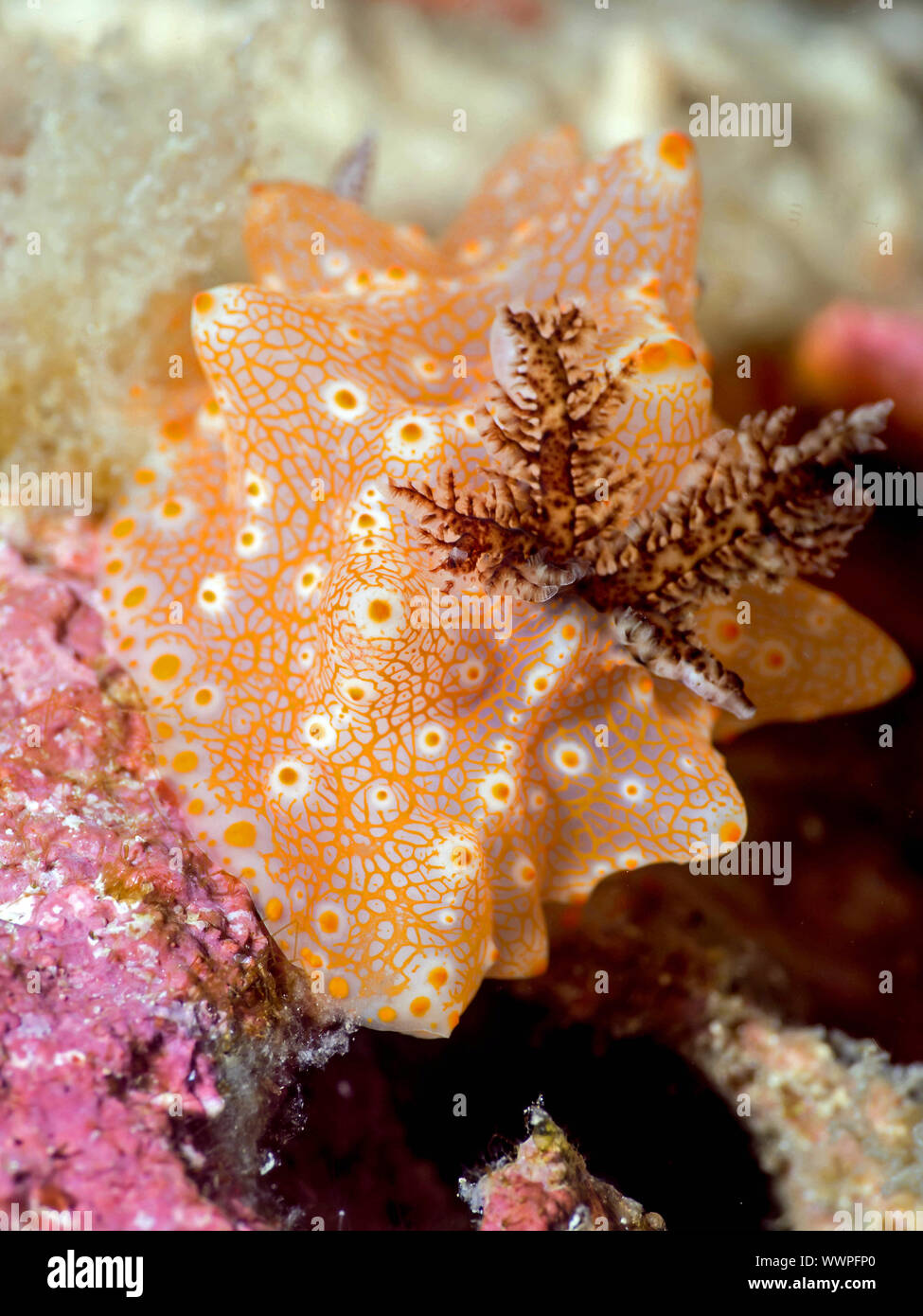 Dorid Nudibranch (Halgerda batangas) Foto Stock