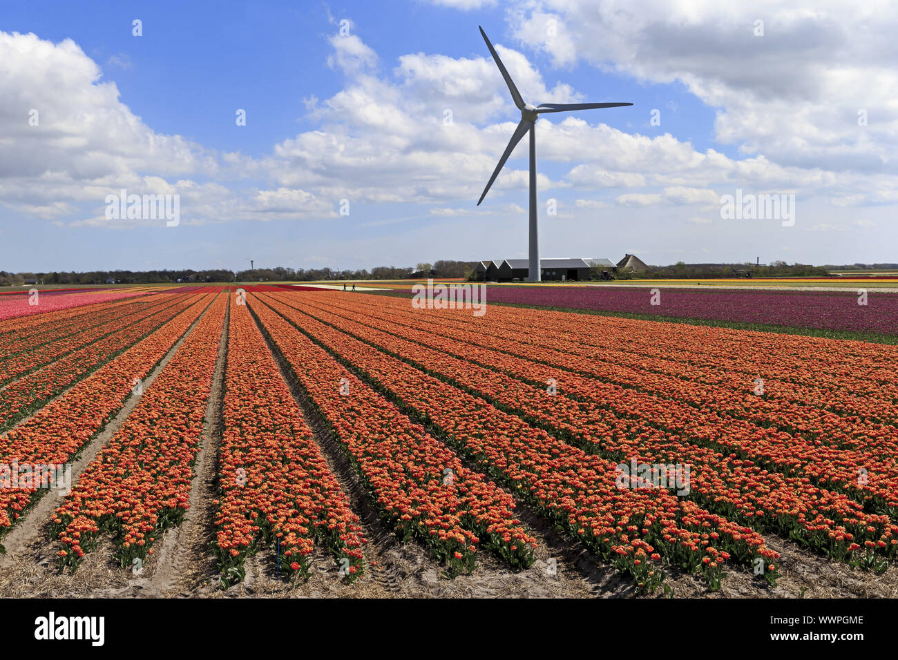 Holland Foto Stock