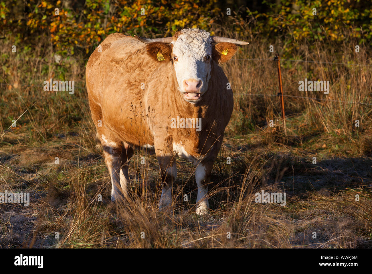 Agricoltura zootecnia terra aperta mucca mandria Foto Stock