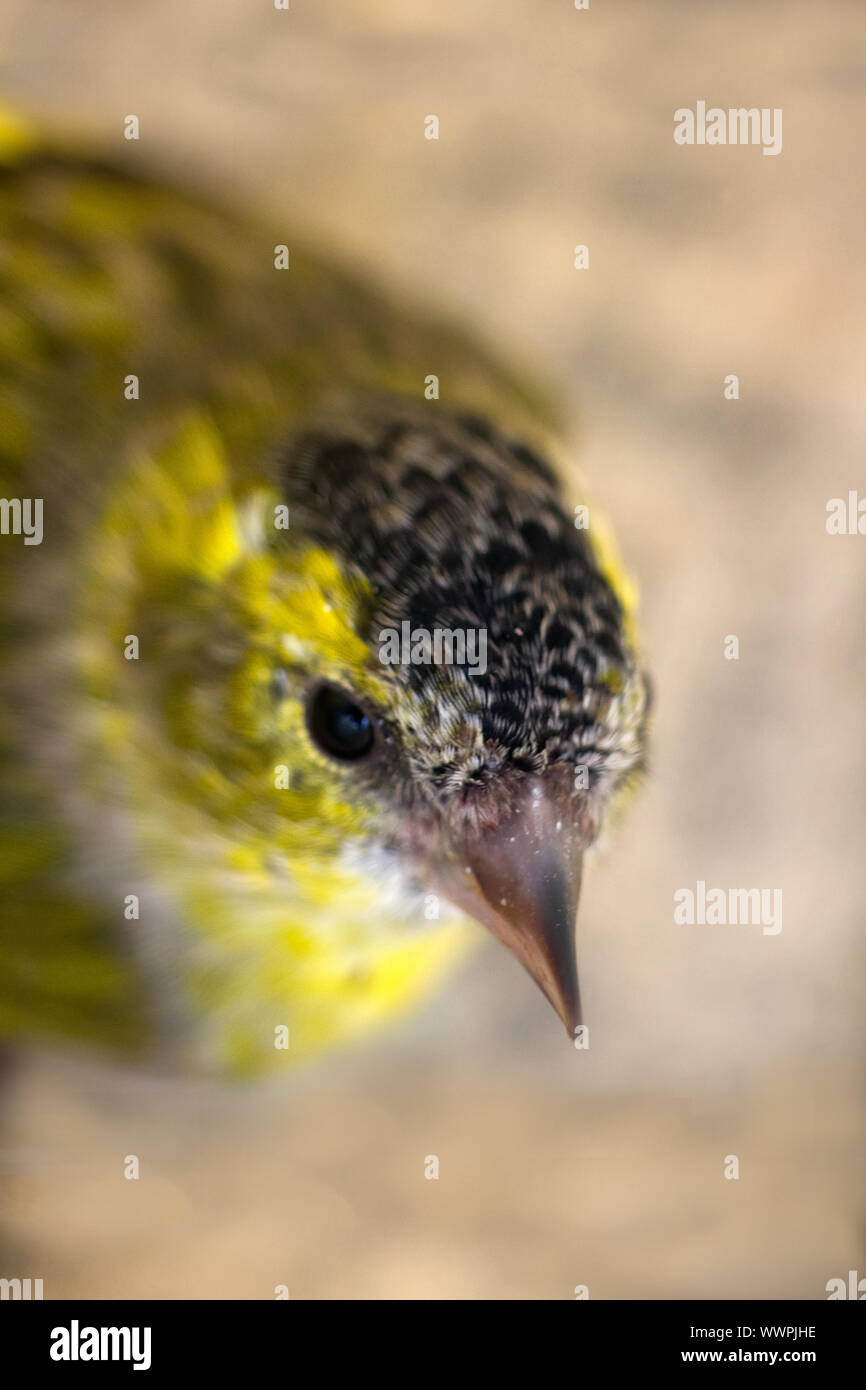 Close-up verticale del Lucherino (Spinus spinus). Vecchio maschio Foto Stock