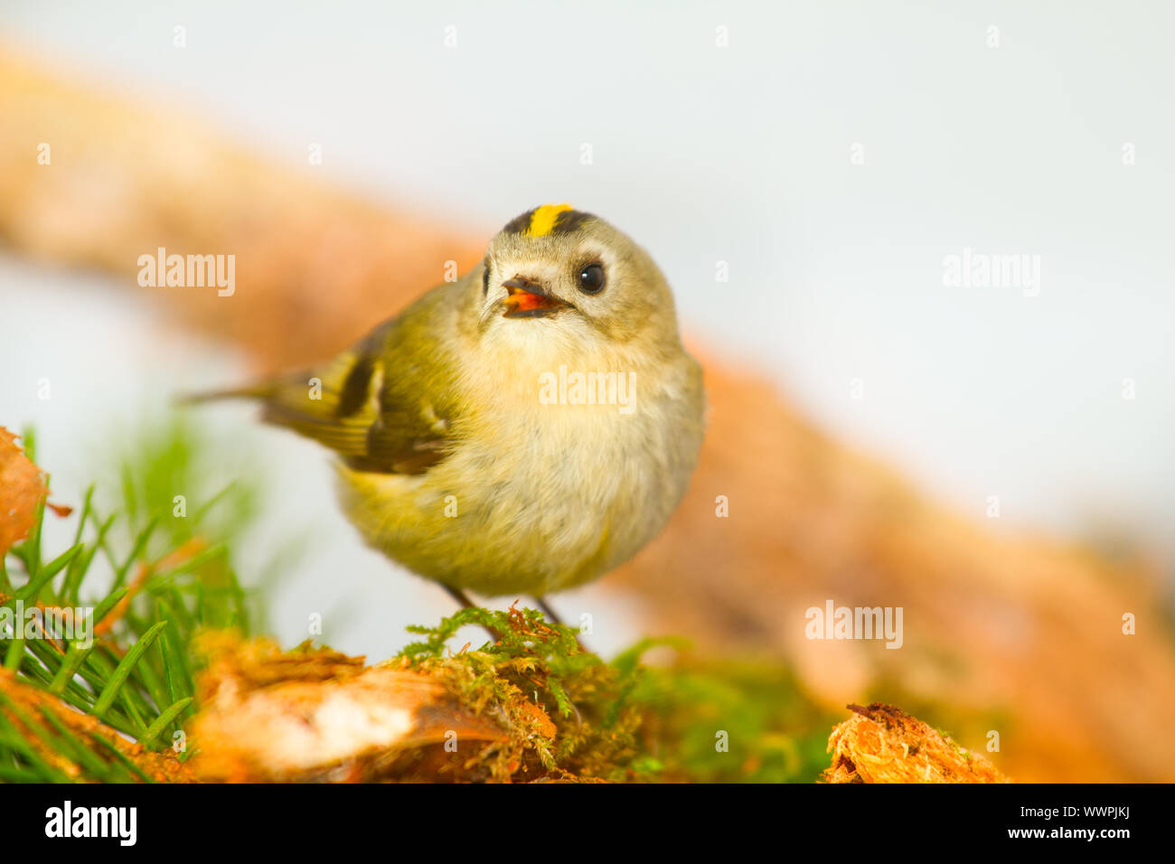 Goldcrest su uno sfondo bianco su un ramo Foto Stock