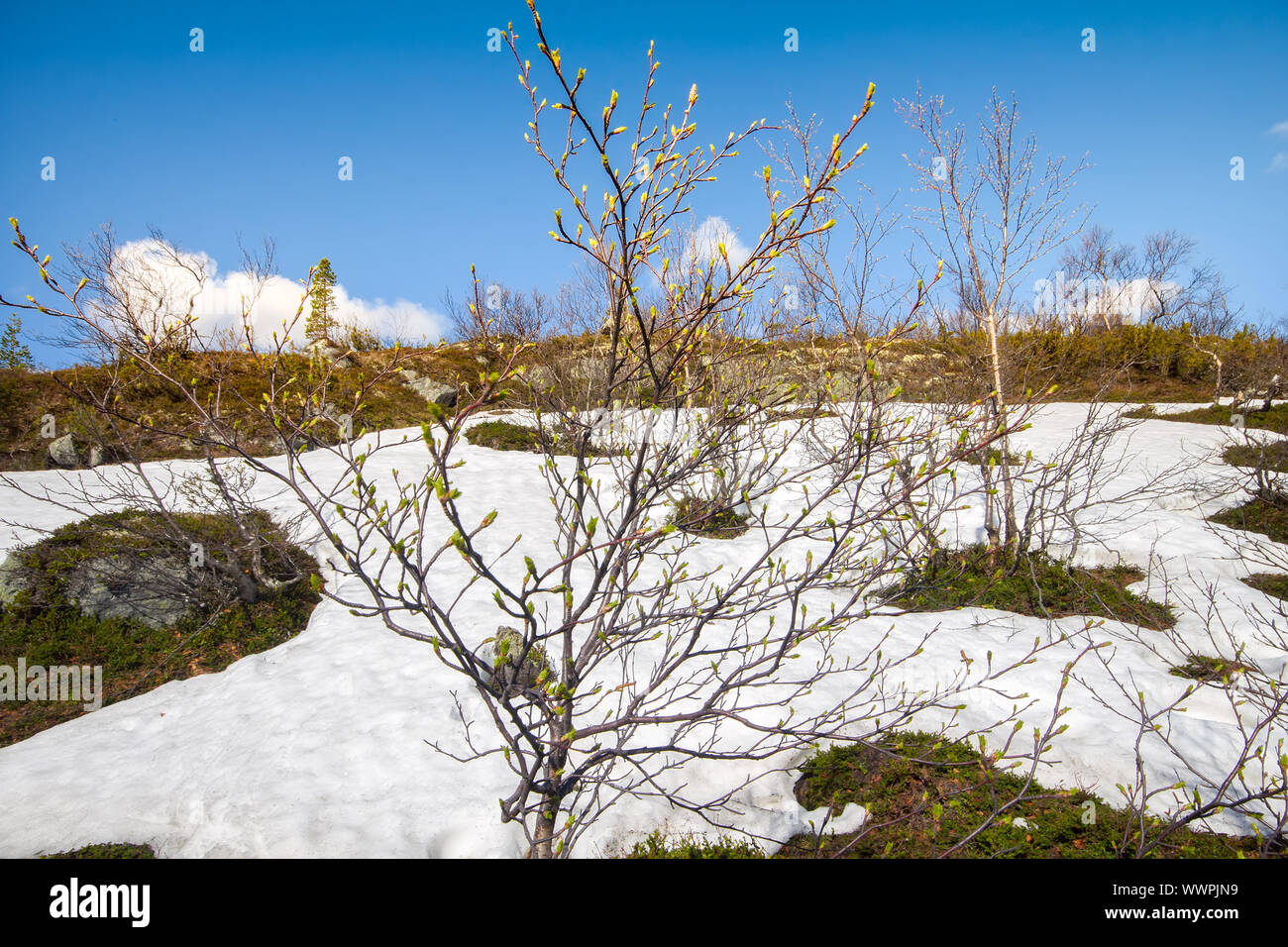 Primavera in montagna. Gli alberi verdeggianti nella neve Foto Stock