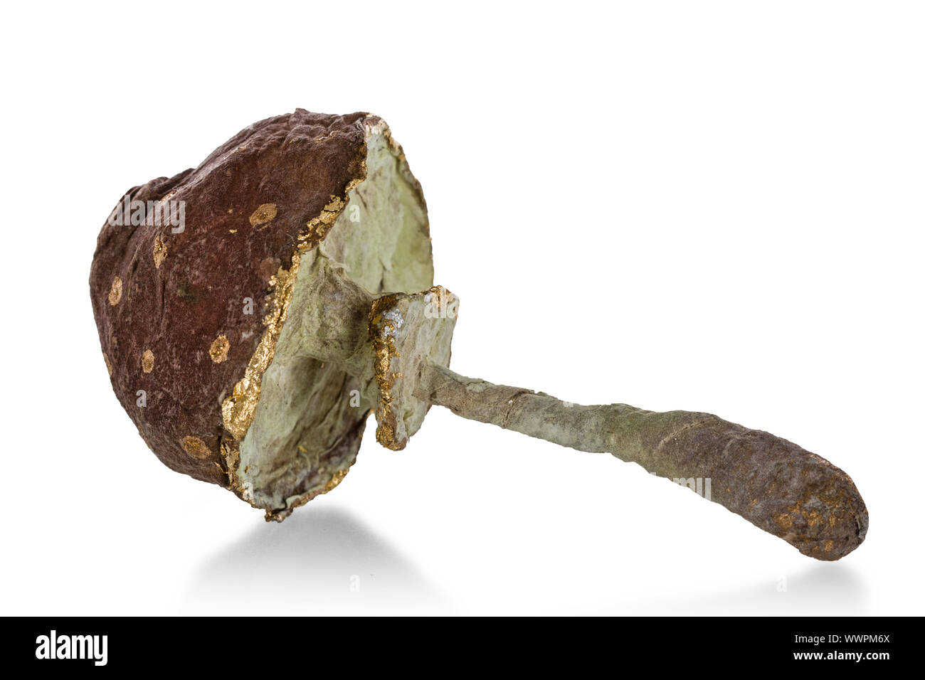 Bellissimo giocattolo a forma di fungo isolato su sfondo bianco Foto Stock