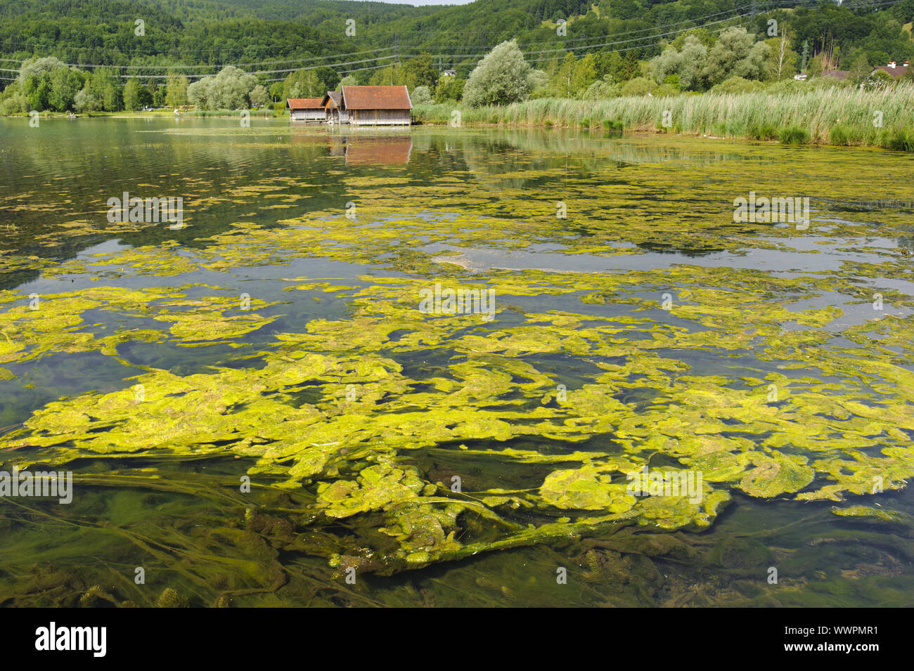 Fioritura di alghe a Kochelsee in Baviera Foto Stock