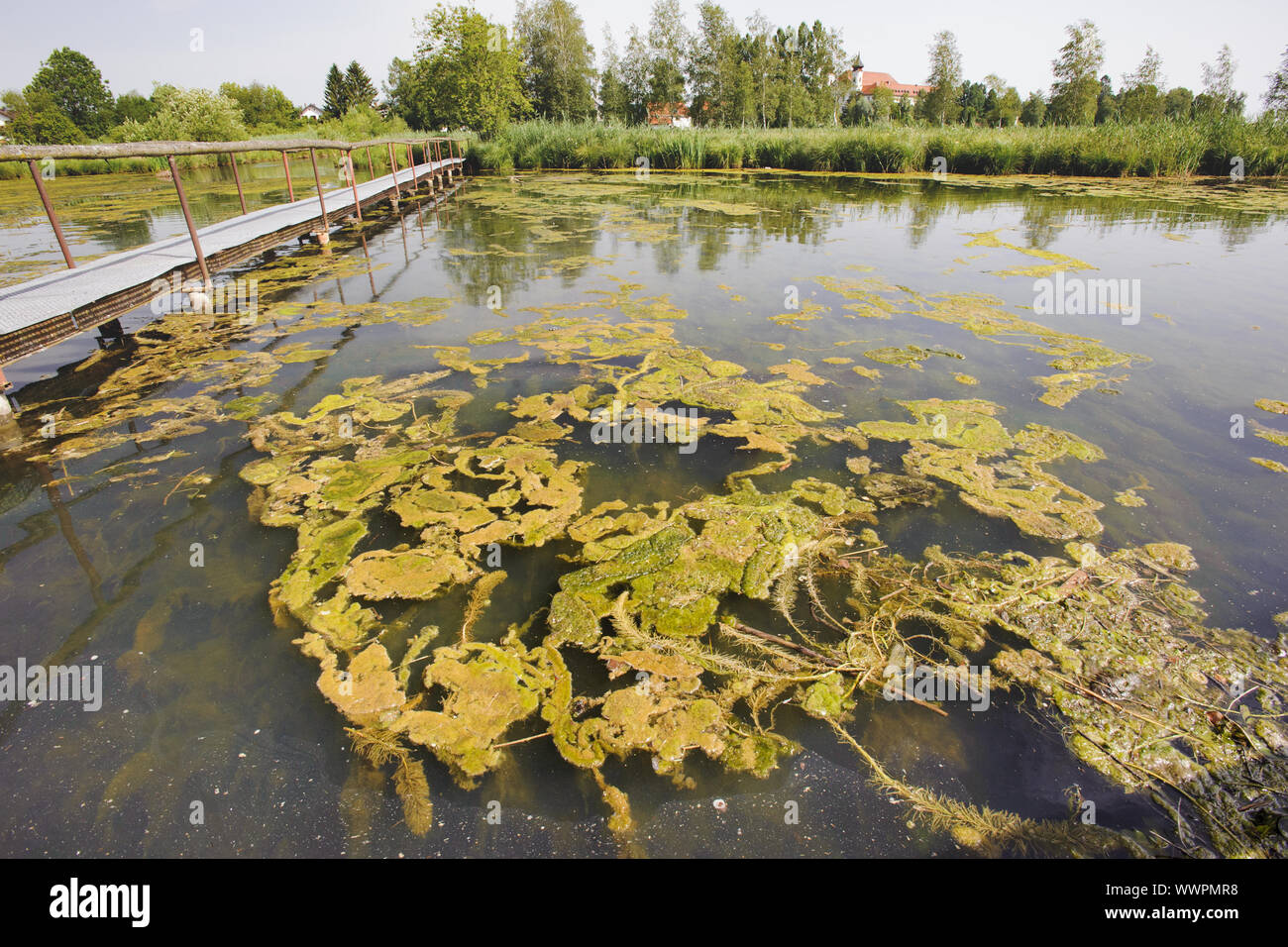 Fioritura di alghe a Kochelsee in Baviera Foto Stock