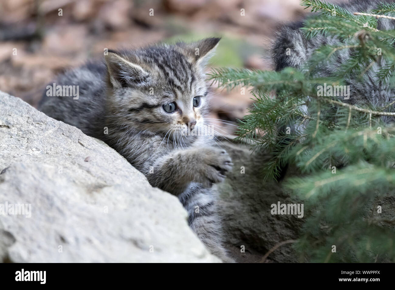 Wildcat, comune gatto selvatico Foto Stock