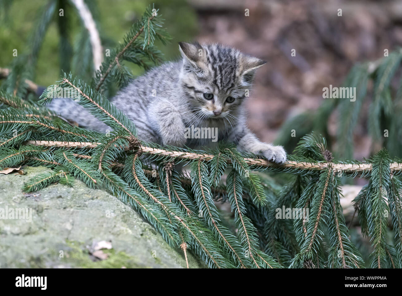 Wildcat, comune gatto selvatico Foto Stock