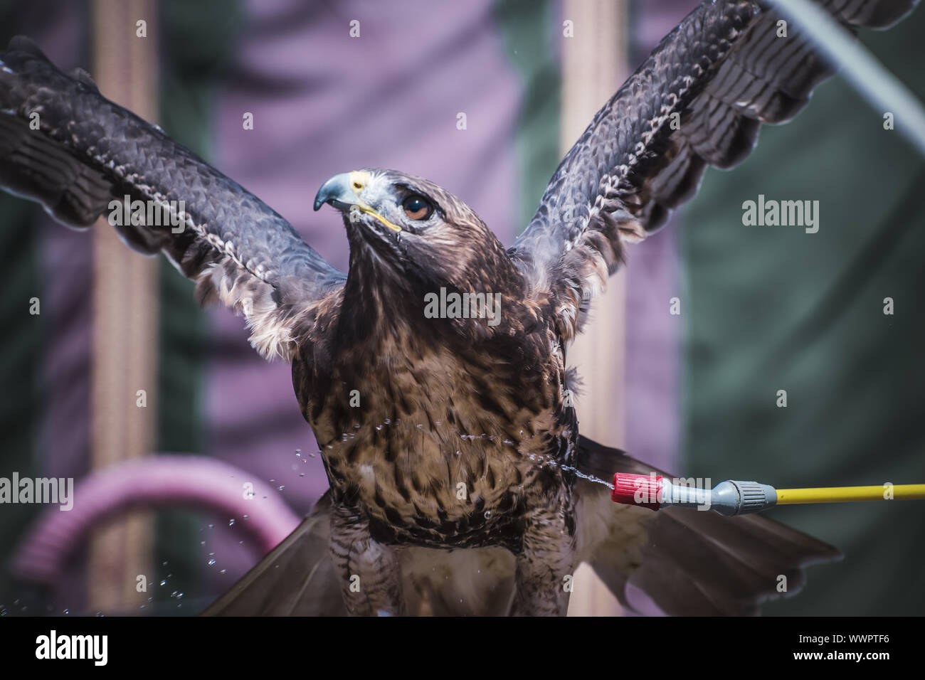 Ali, esposizione di uccelli rapaci in una fiera medievale, dettaglio della bella imperial eagle in Spagna Foto Stock