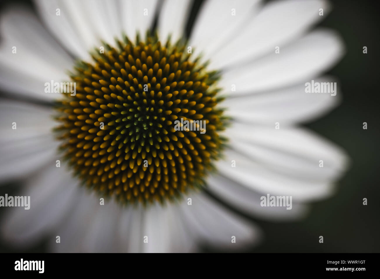 In prossimità del centro del bianco fiore di echinacea da ripresa dall'alto. Foto Stock