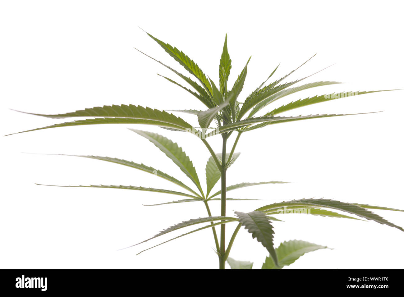 Fresche piante di marijuana foglie su sfondo bianco Foto Stock