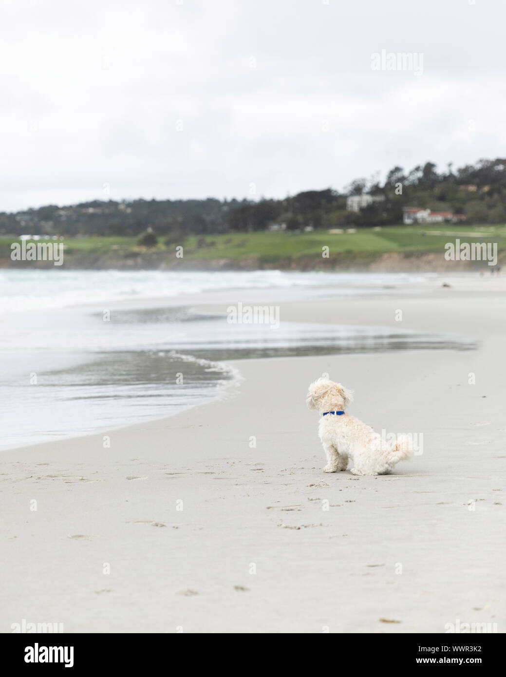 Cane da solo su una spiaggia in Carmel California guardando le onde Foto Stock