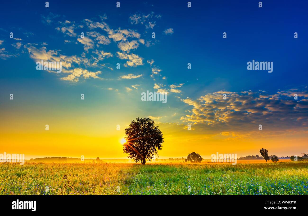 Mattinata estiva orizzontale sul campo di grano saraceno con erbacce. Bella dopo l'alba paesaggio con alberi e campi. Foto Stock