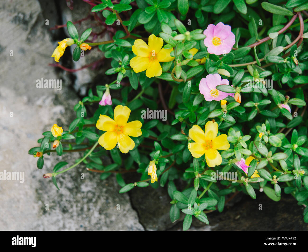 Purslane, purslane comune, giardino comune, purslane Pigweed purslane, hanno proprietà medicinali, piccolo fiore Foto Stock