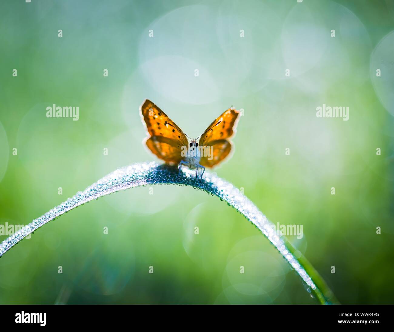 Bellissime macro di mattina farfalla sulla seduta su impianto sul prato verde. Foto Stock
