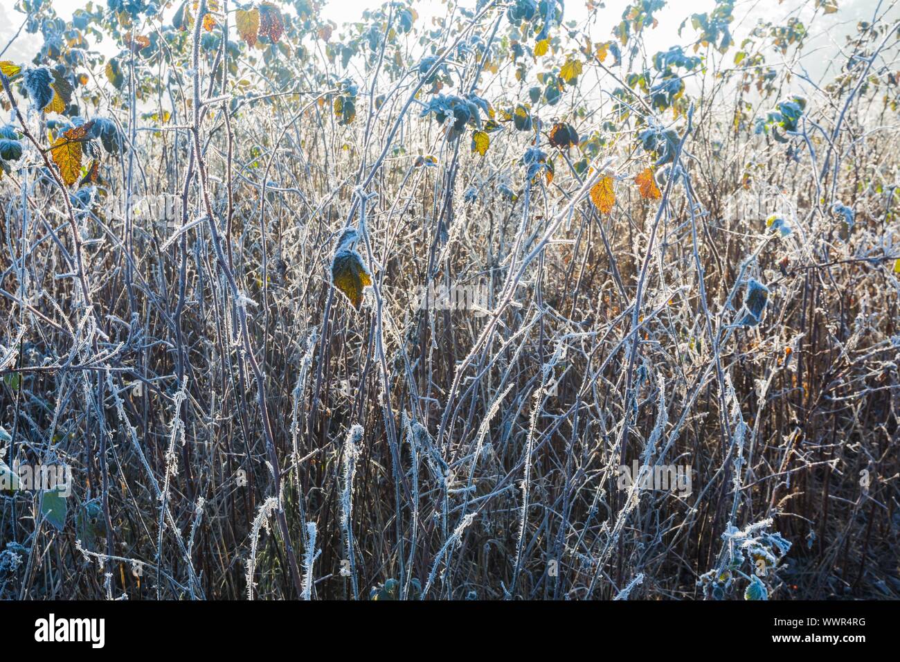 Belle piante congelate nella luce del mattino. Close up rami con la brina. La natura dello sfondo. Foto Stock