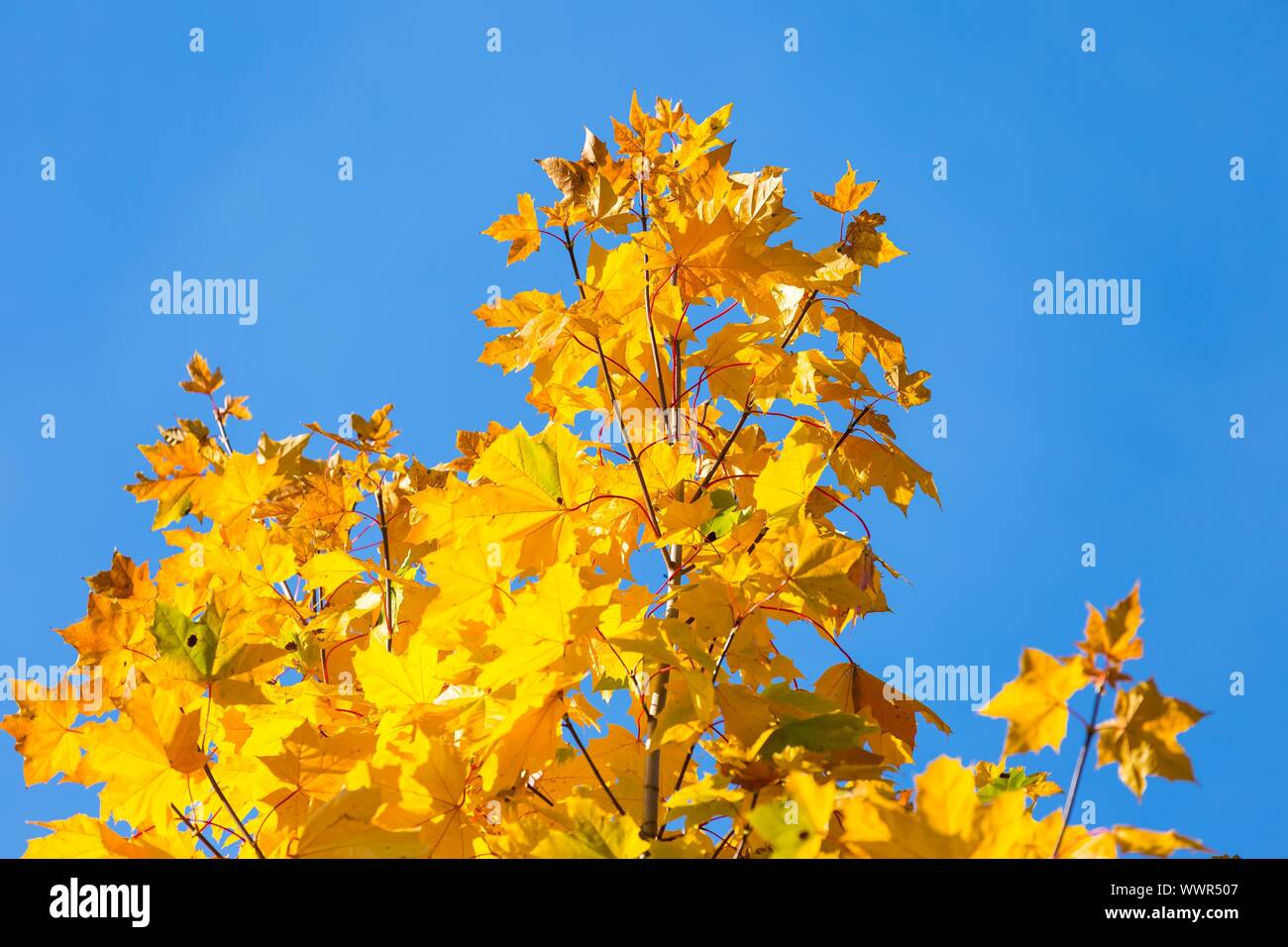 Belle foglie autunnali su albero contro sky. Foto autunnali utili come sfondo. Foto Stock