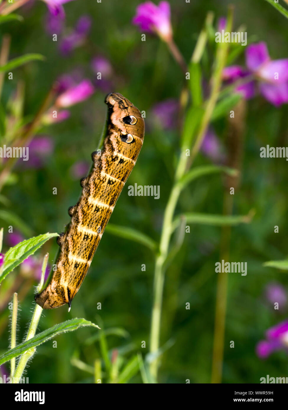 Elephant hawk-moth caterpillar Foto Stock