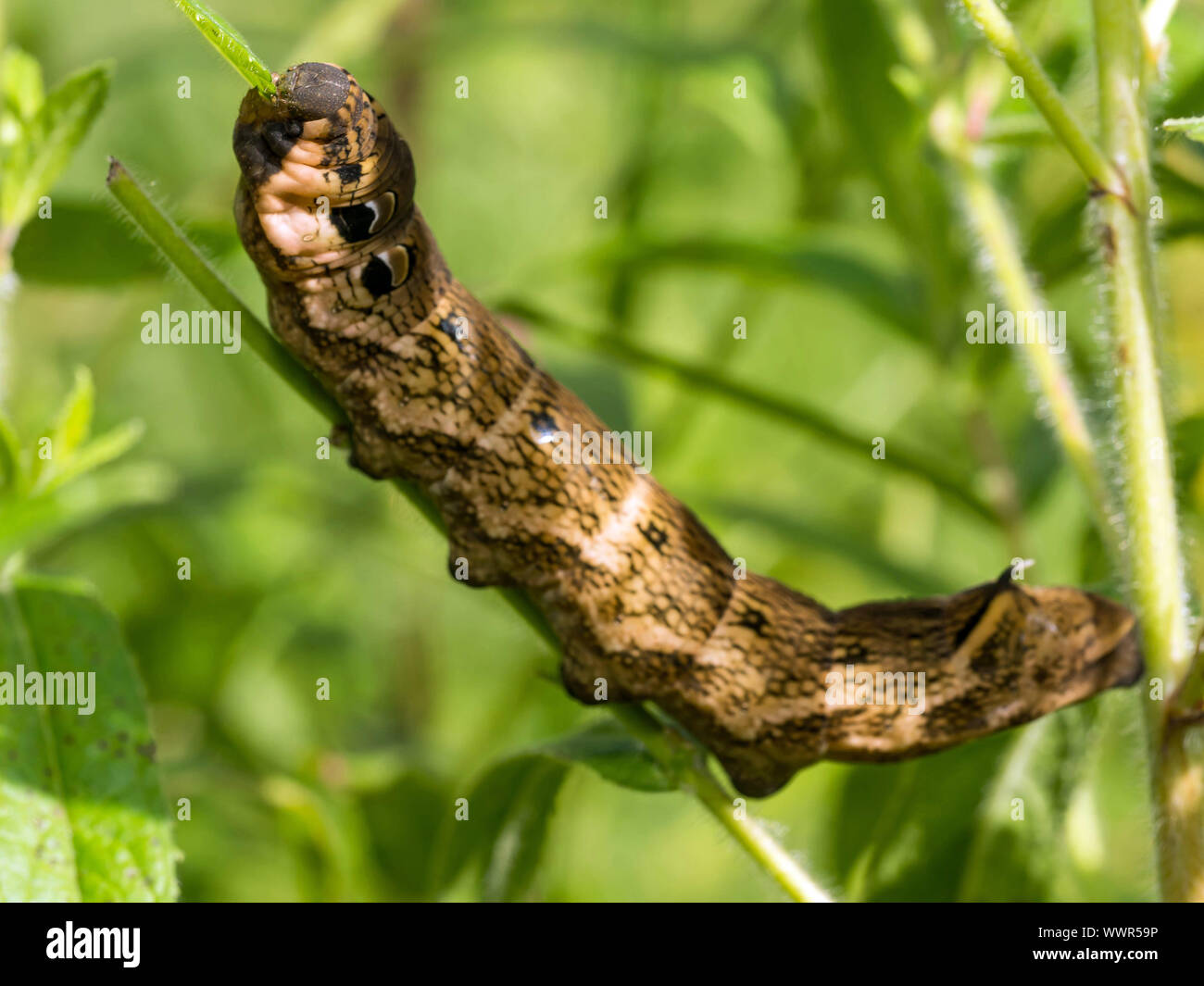 Elephant hawk-moth caterpillar Foto Stock