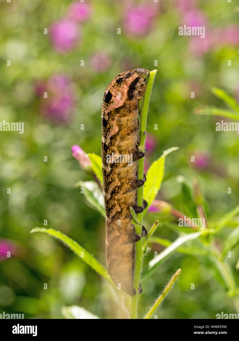 Elephant hawk-moth caterpillar Foto Stock