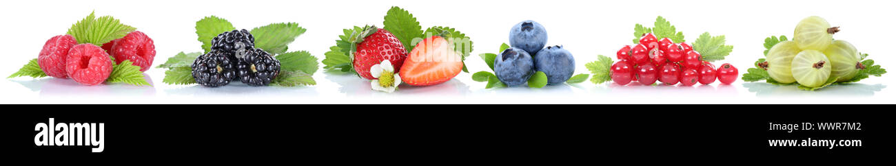 Raccolta di bacche Mirtilli Fragole Lamponi Ribes frutta organica in un raccolto di fila il raccolto Foto Stock