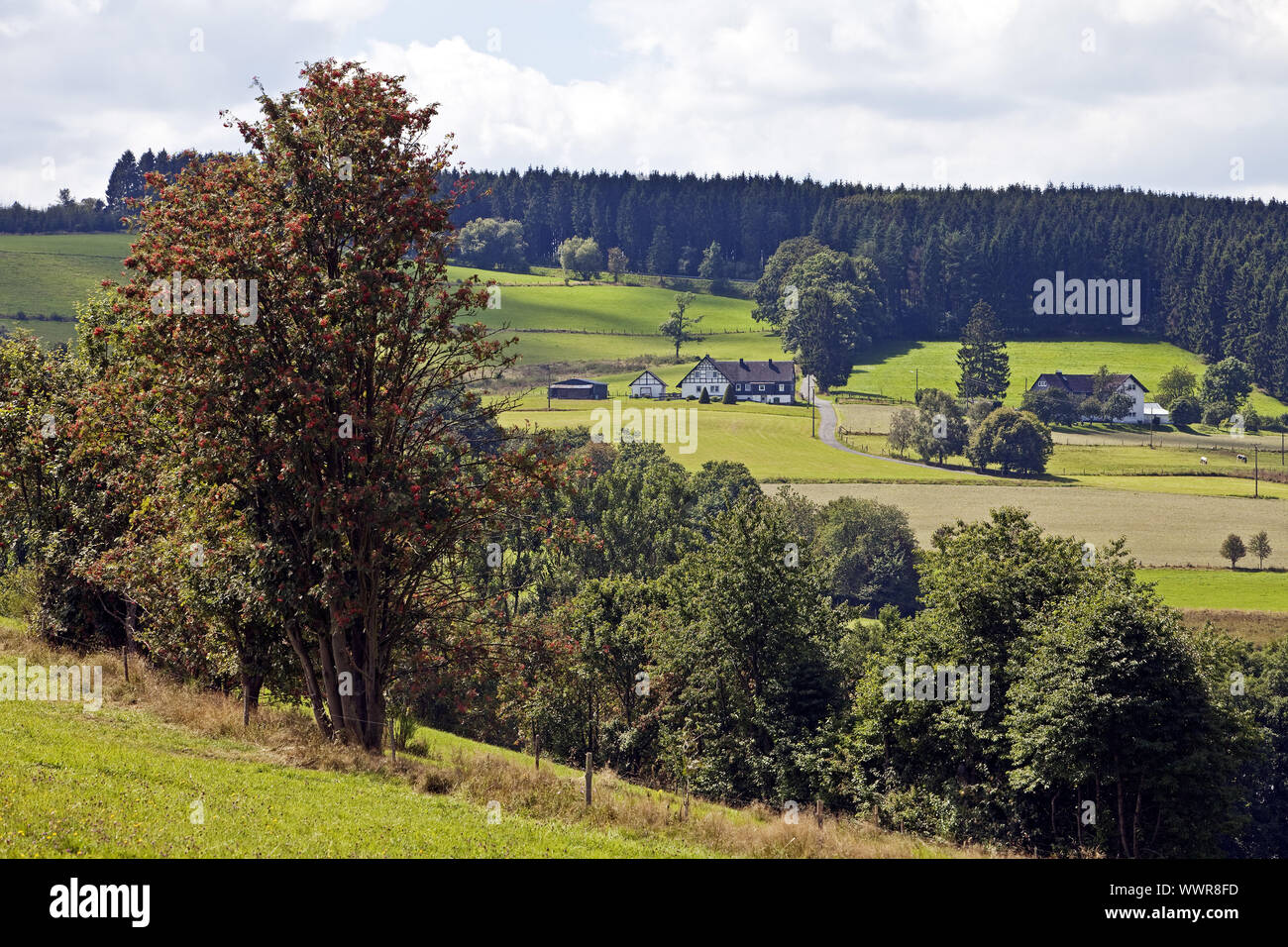 Paesaggio di Sassenhausen, Bad Berleburg, Siegerland, Renania settentrionale-Vestfalia, Germania, Europa Foto Stock
