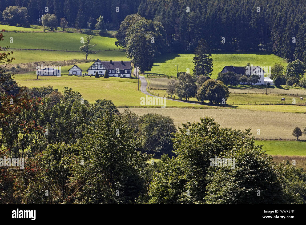 Paesaggio di Sassenhausen, Bad Berleburg, Siegerland, Renania settentrionale-Vestfalia, Germania, Europa Foto Stock