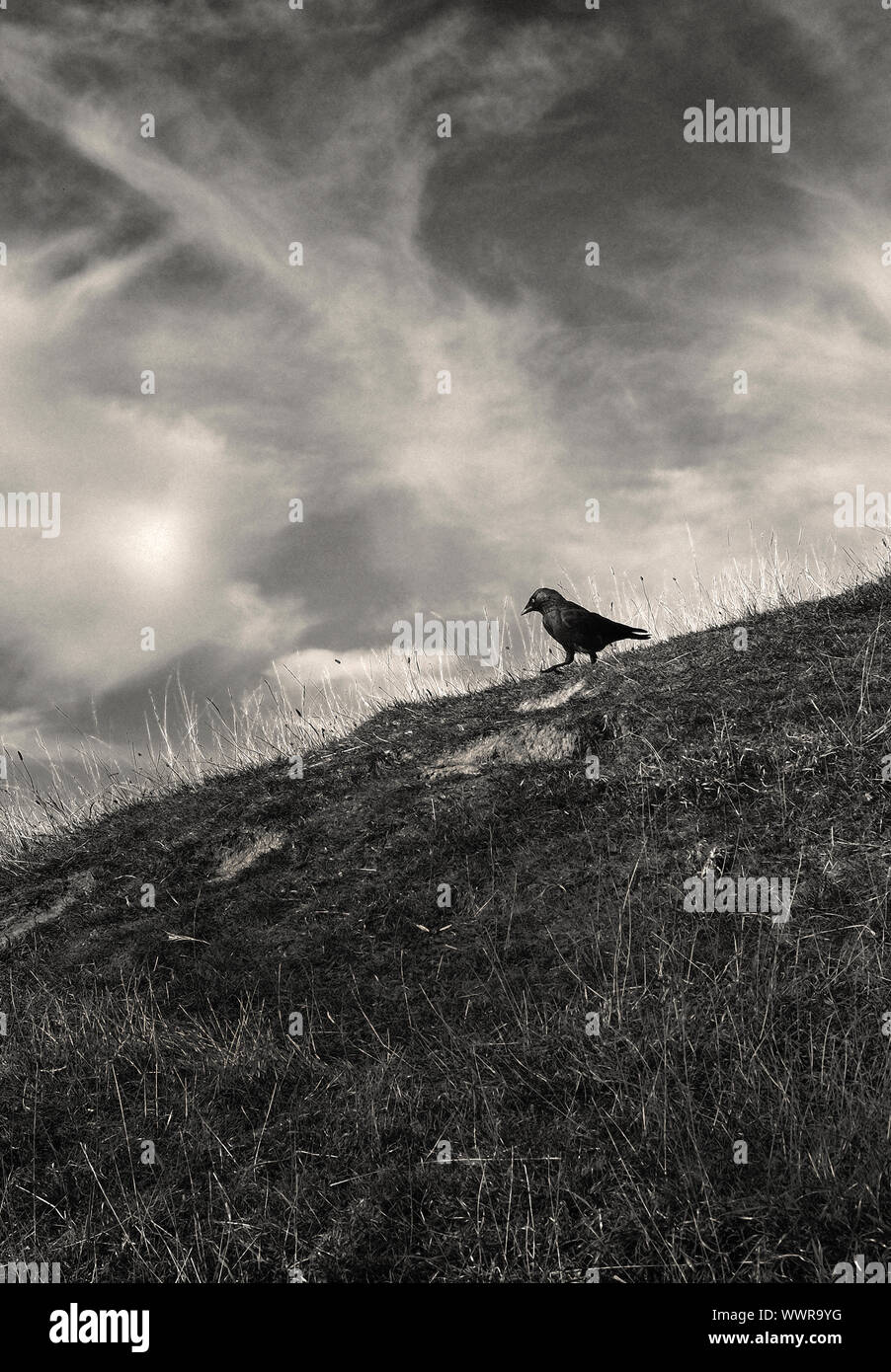 Il canto di un uccello, Corvid, camminando verso il basso di una collina nel Somerset. Foto Stock