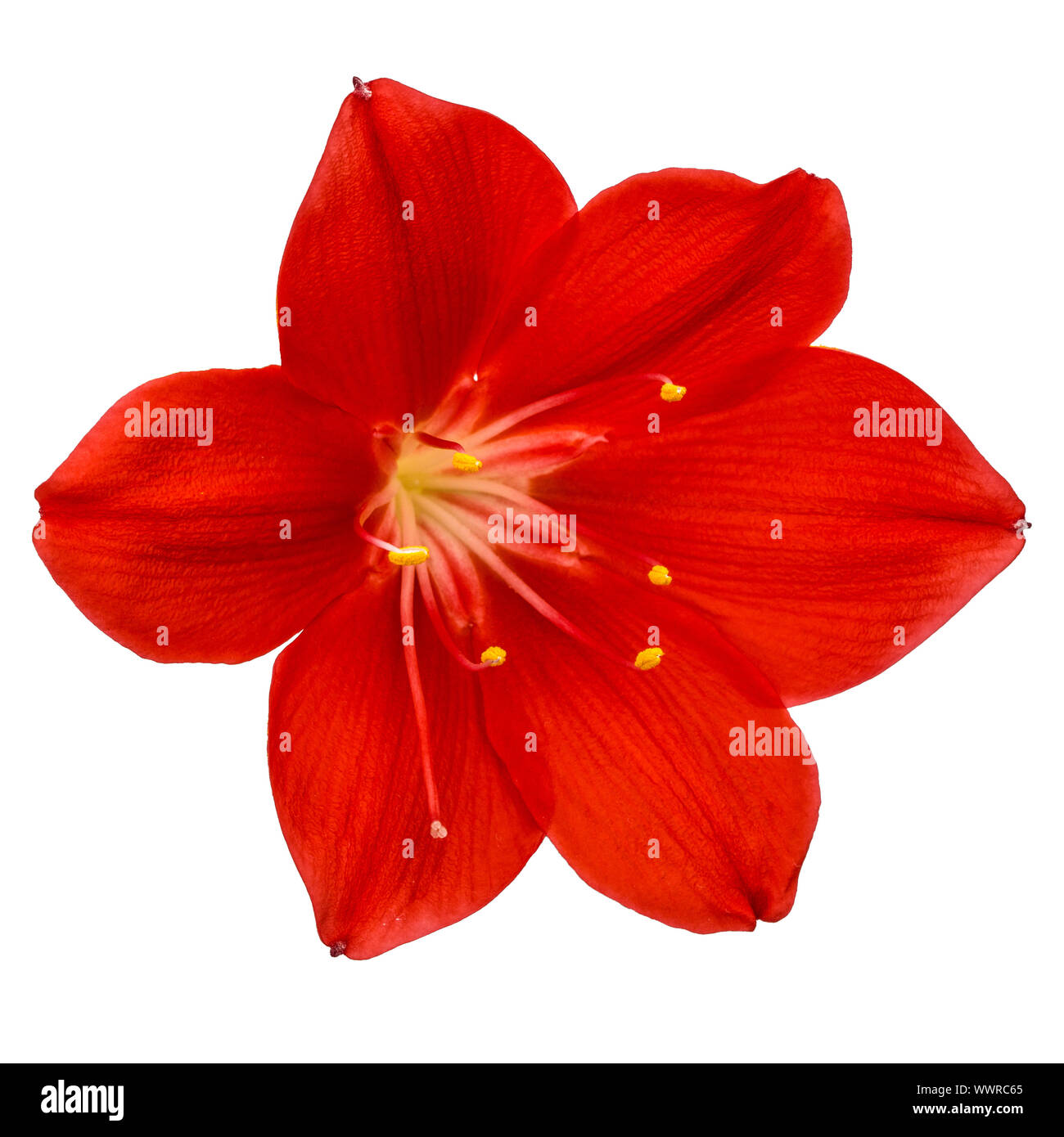 Fiore rosso di Clivia, closeup, isolati su sfondo bianco Foto Stock
