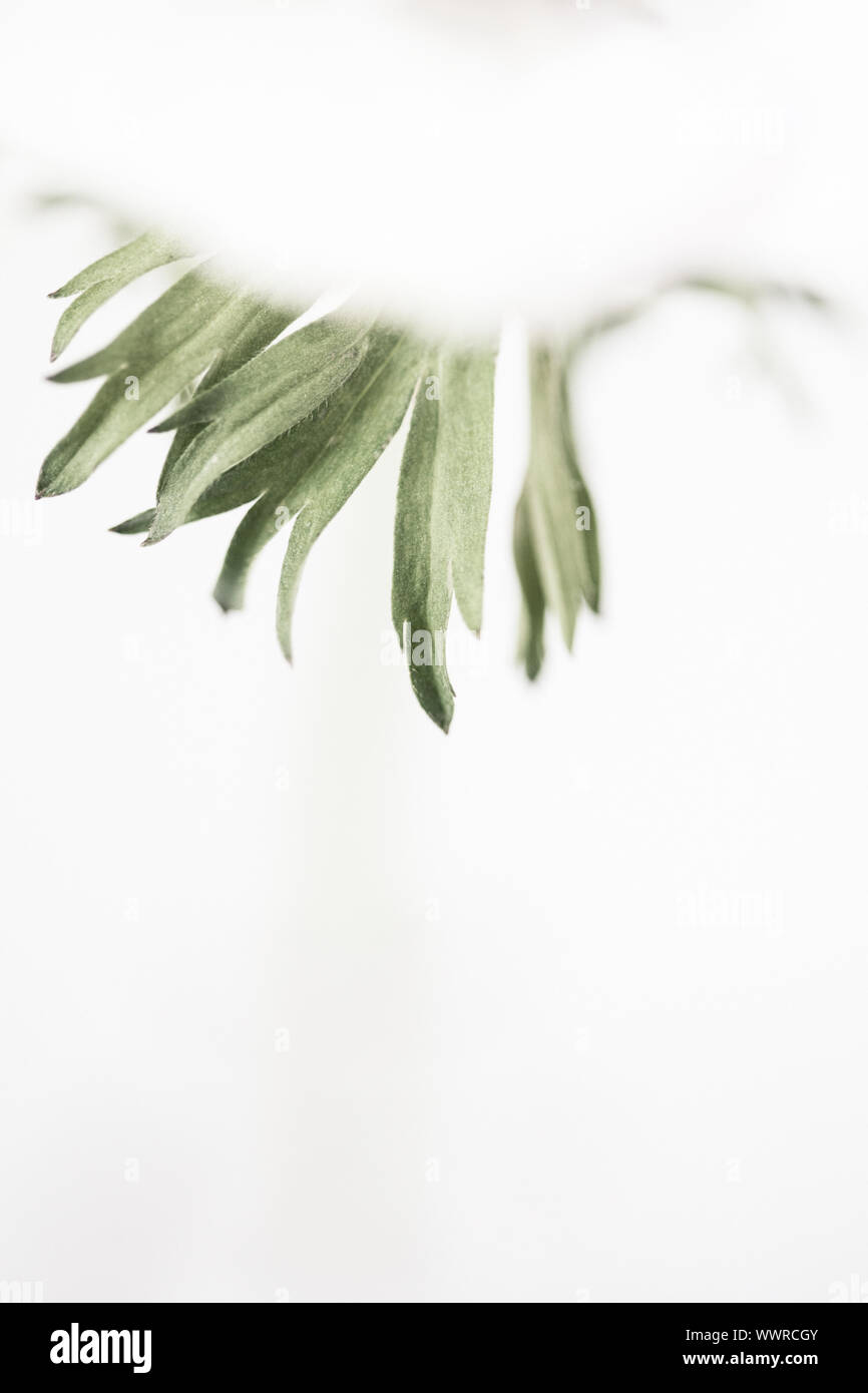 Studio di un bianco anemone coronaria su sfondo bianco. Lo spazio negativo per tipo e adatti per la stampa per la parete art. Cresciuto da una lampadina in Sprint. Foto Stock