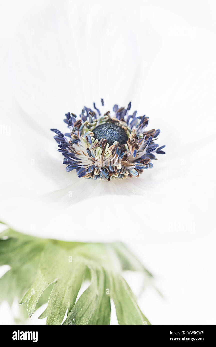 Studio di un bianco anemone coronaria su sfondo bianco. Lo spazio negativo per tipo e adatti per la stampa per la parete art. Cresciuto da una lampadina in Sprint. Foto Stock
