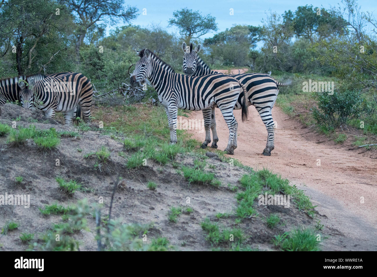 Zebra (Equus quagga) nella boccola nella Riserva Timbavati, Sud Africa Foto Stock