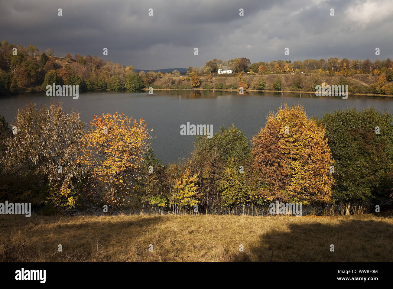 Weinfeld maar in autunno, Totenmaar, Daun, Eifel, Renania-Palatinato, Germania, Europa Foto Stock