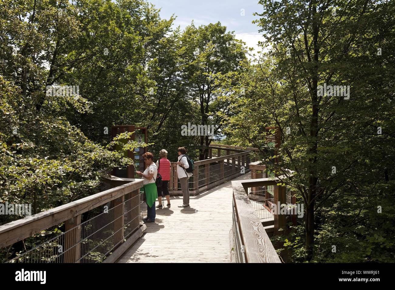 Visitatori sul percorso treetop, Panarbora park, Waldbroel, Renania settentrionale-Vestfalia, Germania, Europa Foto Stock