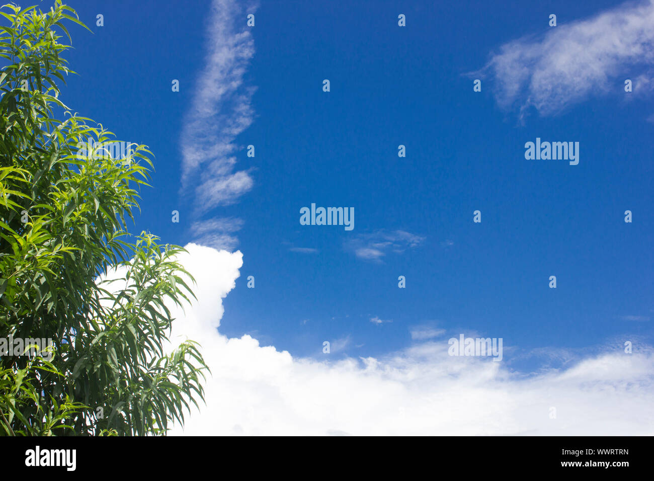 Blue sky cloud texture di sfondo bellissimi vice e previsioni con foglia verde tree Foto Stock