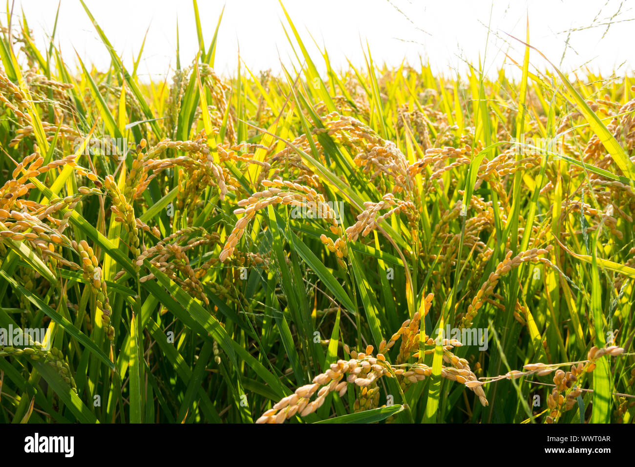 Spiga di riso dorato, close up giallo verde campo di riso Foto Stock