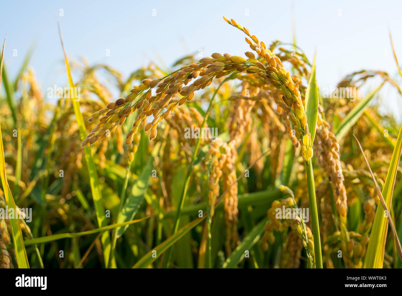 Spiga di riso dorato, close up giallo verde campo di riso Foto Stock