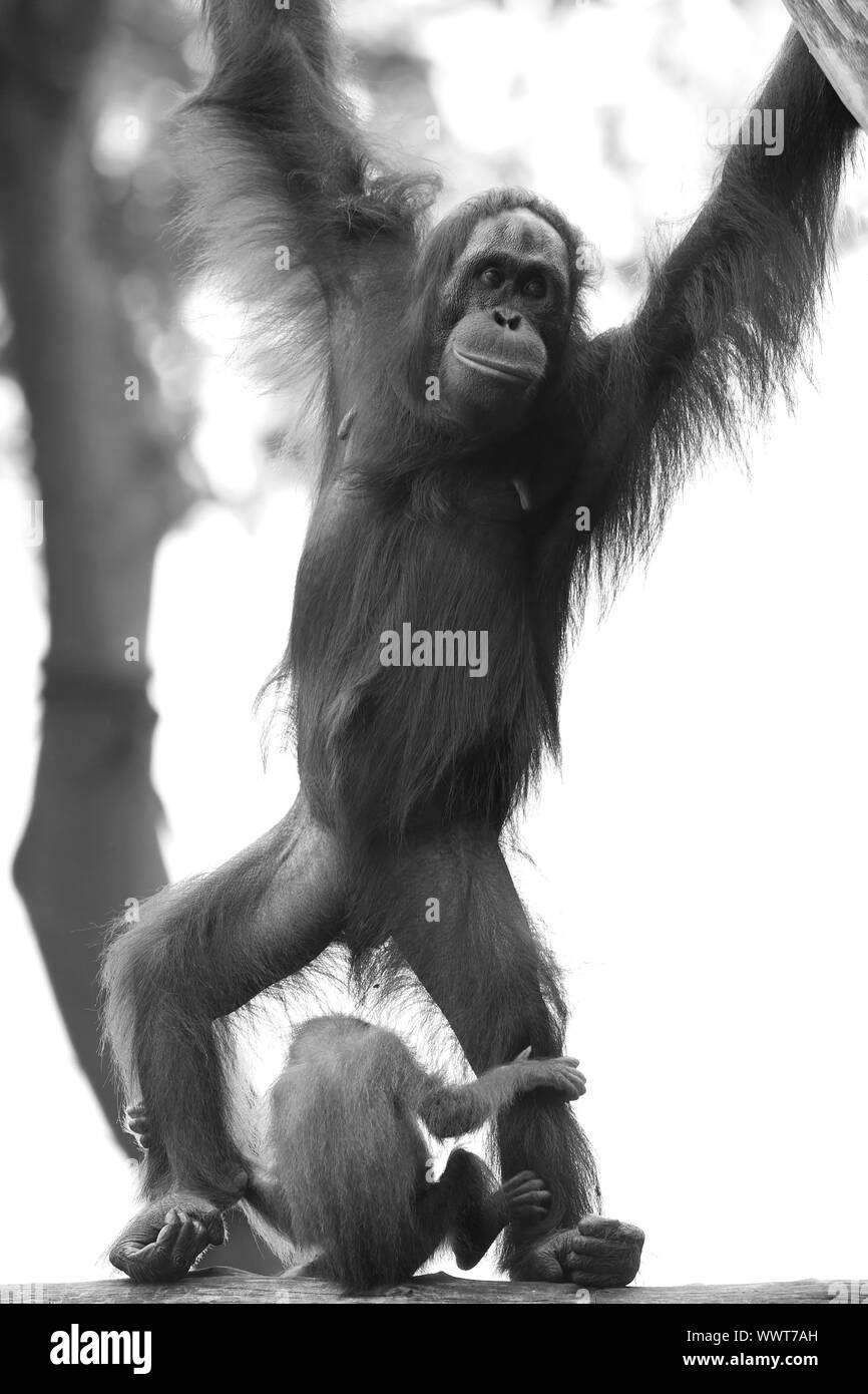 Orangutan nella giungla del Borneo, Malaysia Foto Stock