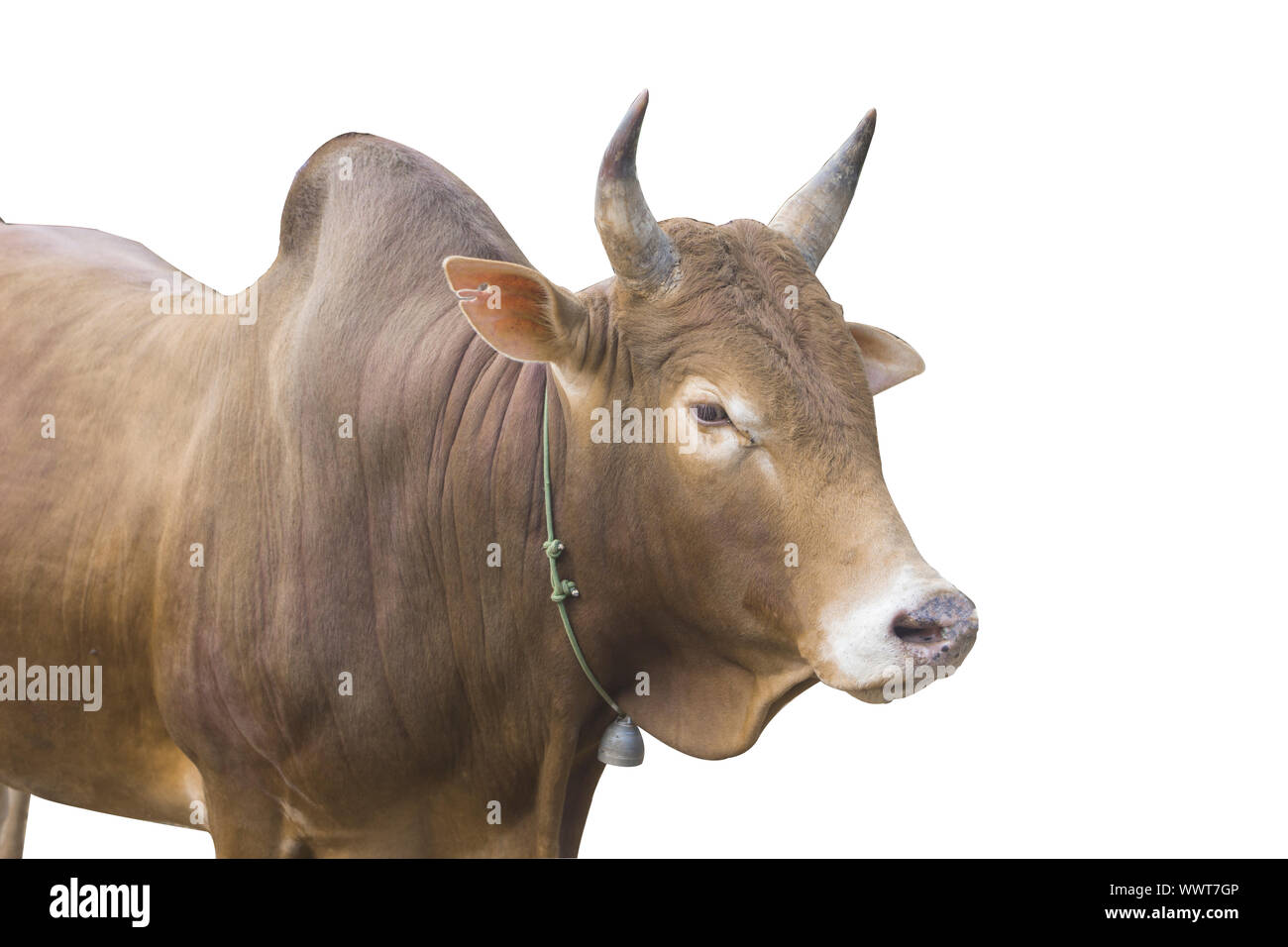 Brown cow tirare carino con il bianco isolato tracciato di ritaglio sfondo Foto Stock